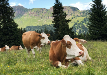 Beef Can Be Expensive, Why?