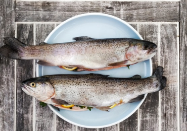 Is Fish The Ultimate Alternative