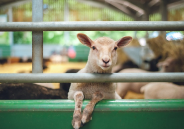 Why Is Lamb Meat Tender